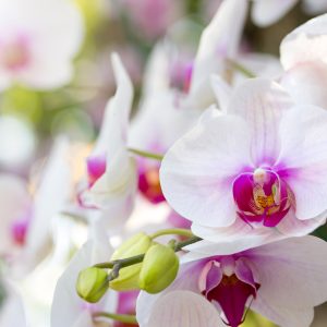Orkidenin Yıl Boyunca Çiçek Vermesi İçin Bunu Yapın