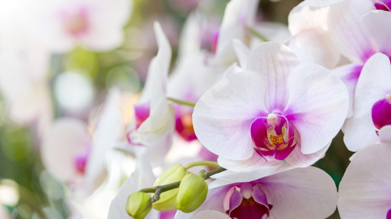 Orkidenin Yıl Boyunca Çiçek Vermesi İçin Bunu Yapın
