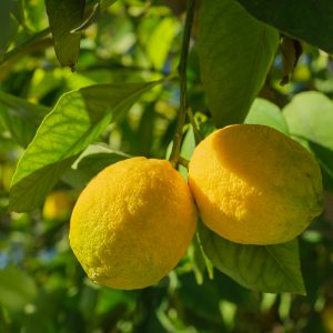 Limon Çekirdeği Çimlendirme Limon Ağacı Yetiştirme