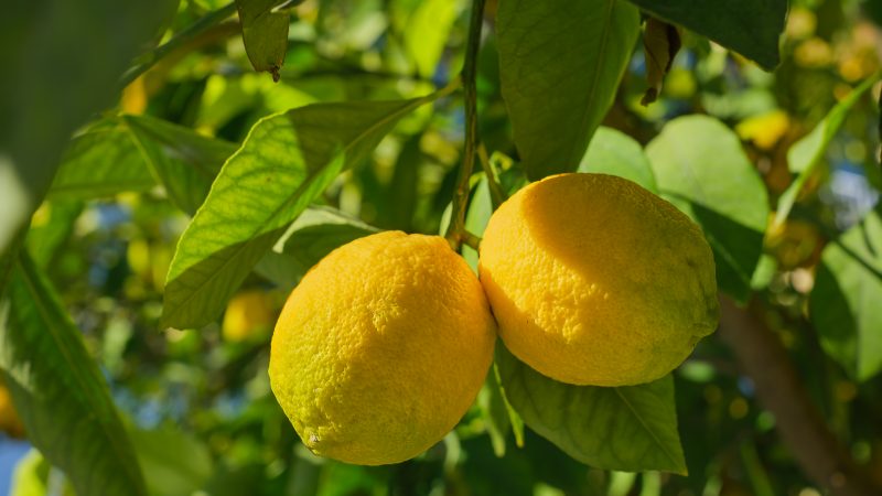 Limon Çekirdeği Çimlendirme Limon Ağacı Yetiştirme
